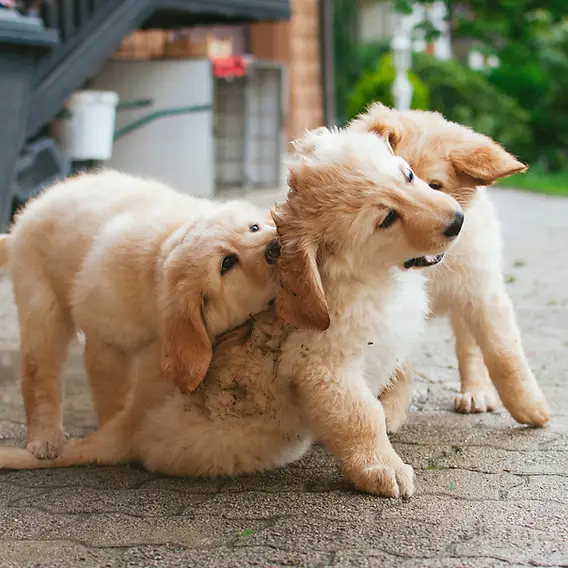 Small Service Dog Breeds for Anxiety