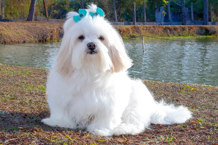 Small Service Dog Breeds for Anxiety