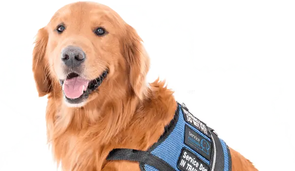 Small Service Dog Breeds for Anxiety