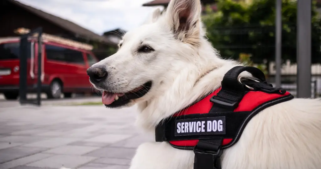 Small Service Dog Breeds for Anxiety