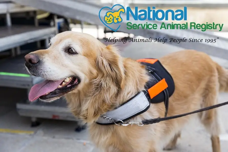 Small Service Dog Breeds for Anxiety