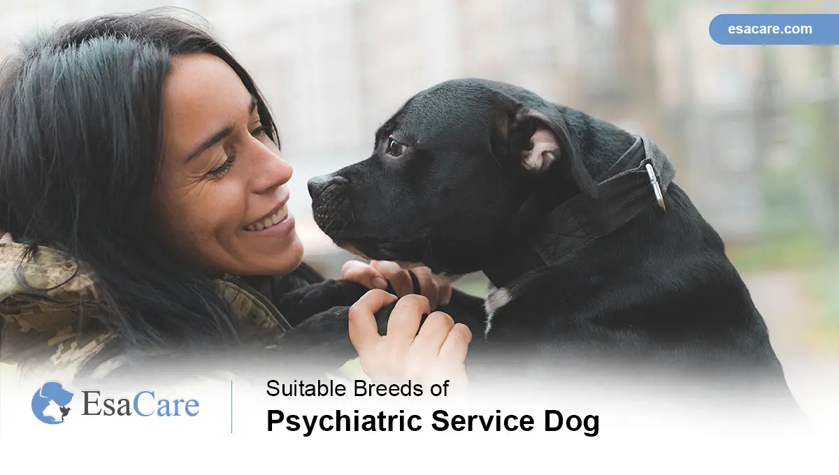 Small Service Dog Breeds for Anxiety