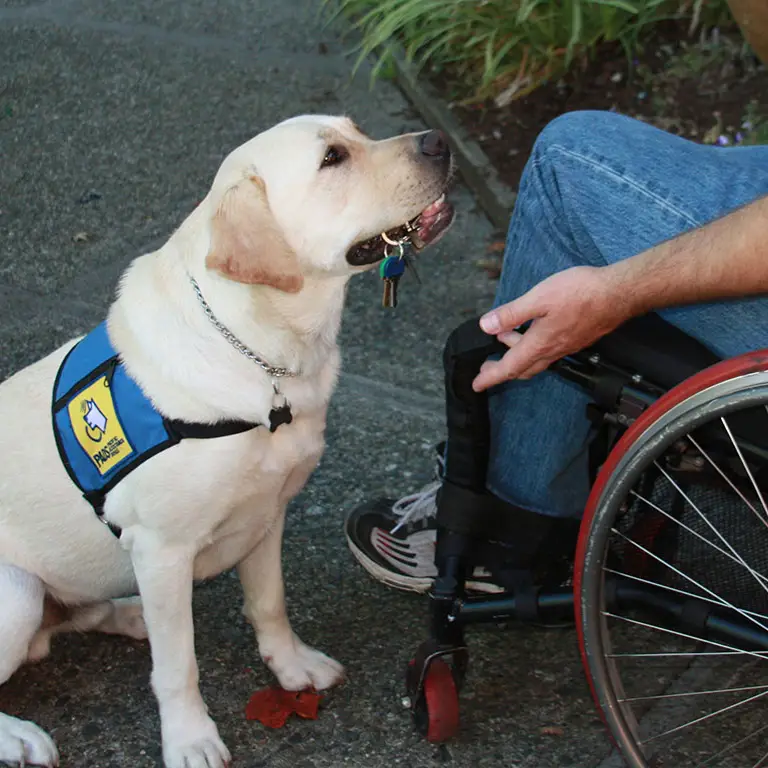 Small Service Dog Breeds for Anxiety