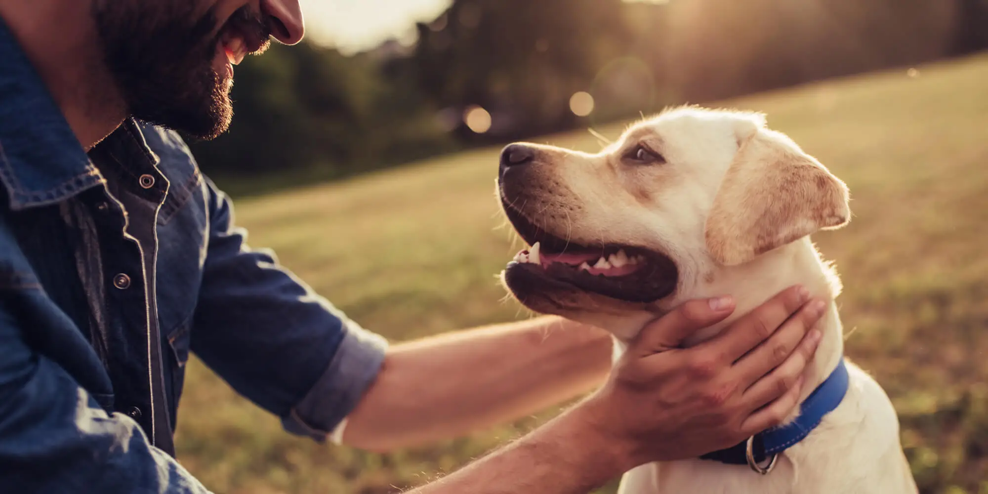 Small Service Dog Breeds for Anxiety