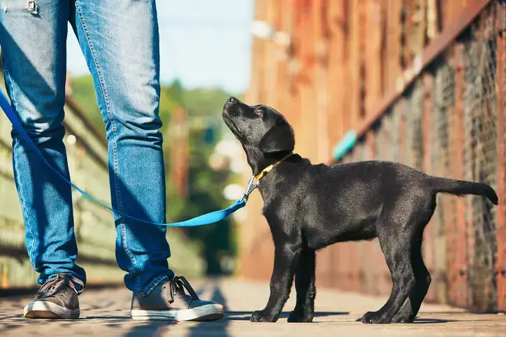 Small Service Dog Breeds for Anxiety