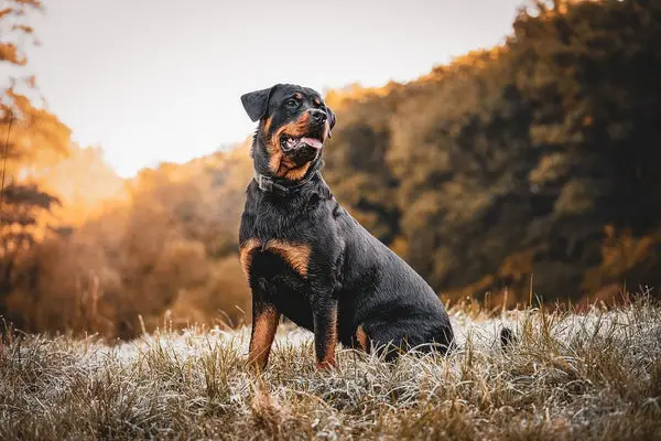 Best Dog Breeds for Home Security