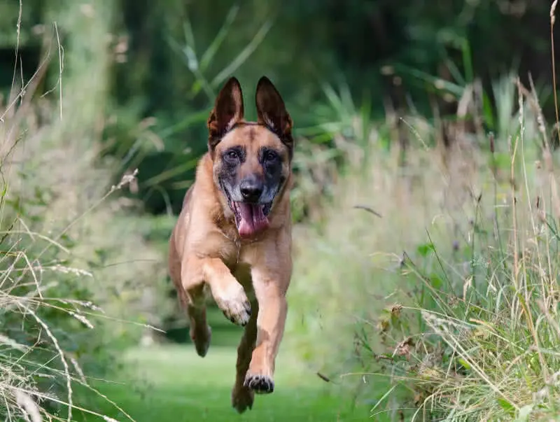 Best Dog Breeds for Home Security