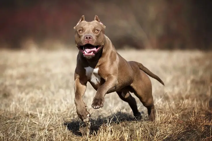 Best Dog Breeds for Home Security
