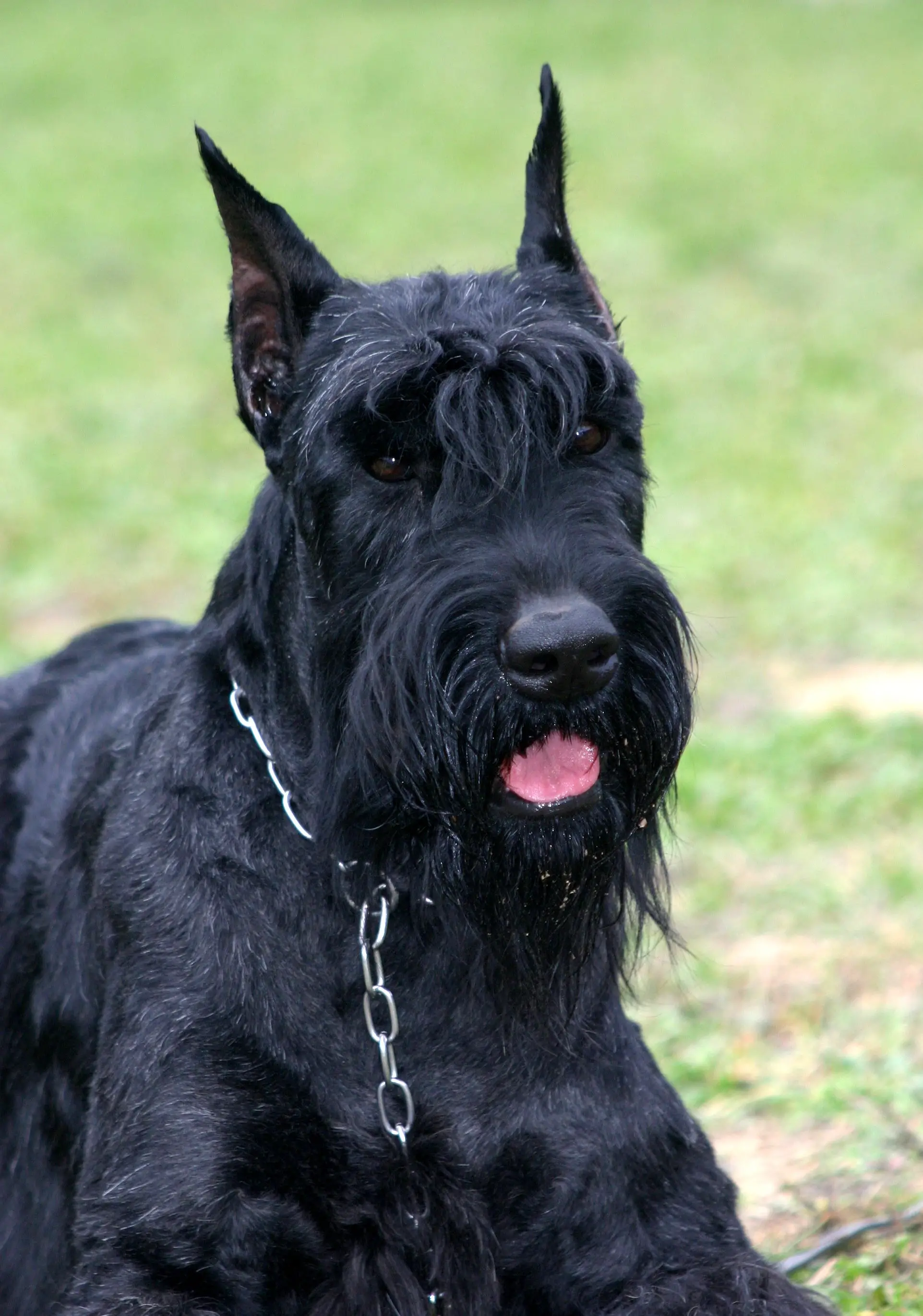 Best Dog Breeds for Home Security
