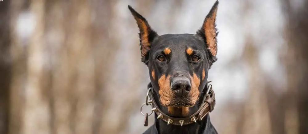 Best Dog Breeds for Home Security