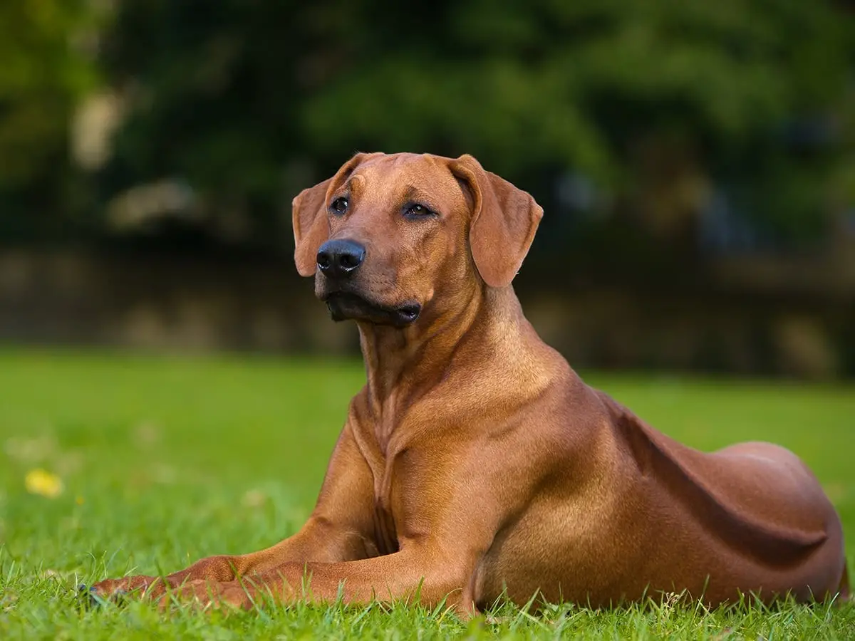 Best Dog Breeds for Home Security