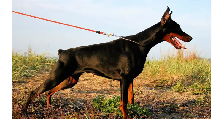 Best Dog Breeds for Home Security