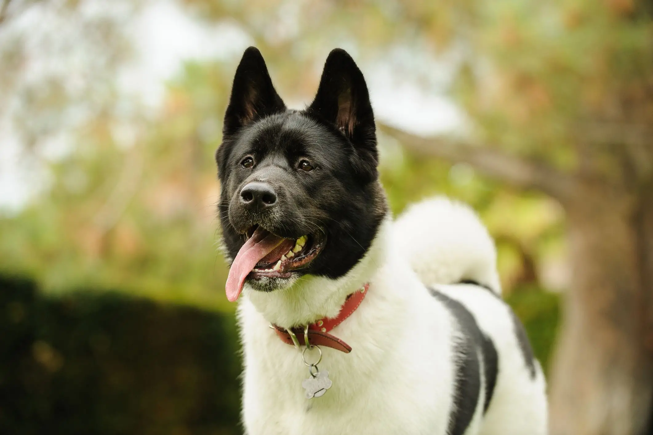 Best Dog Breeds for Home Security