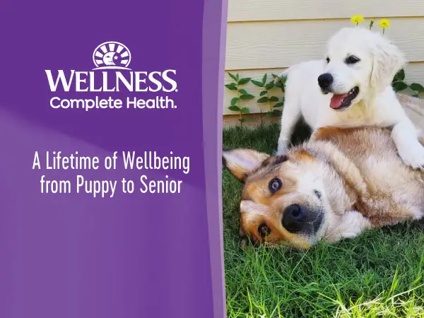 Wellness Small Breed Complete Health Puppy