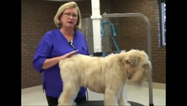 Grooming a Soft Coated Wheaten Terrier