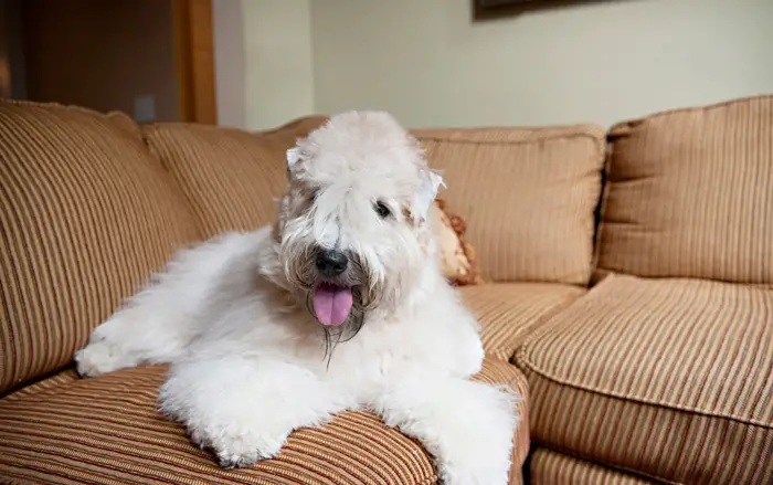 Grooming a Soft Coated Wheaten Terrier