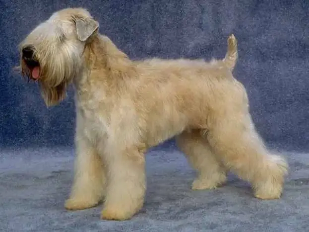 Grooming a Soft Coated Wheaten Terrier