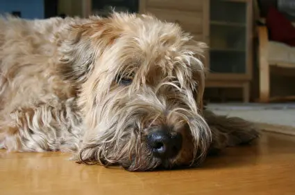 Grooming a Soft Coated Wheaten Terrier