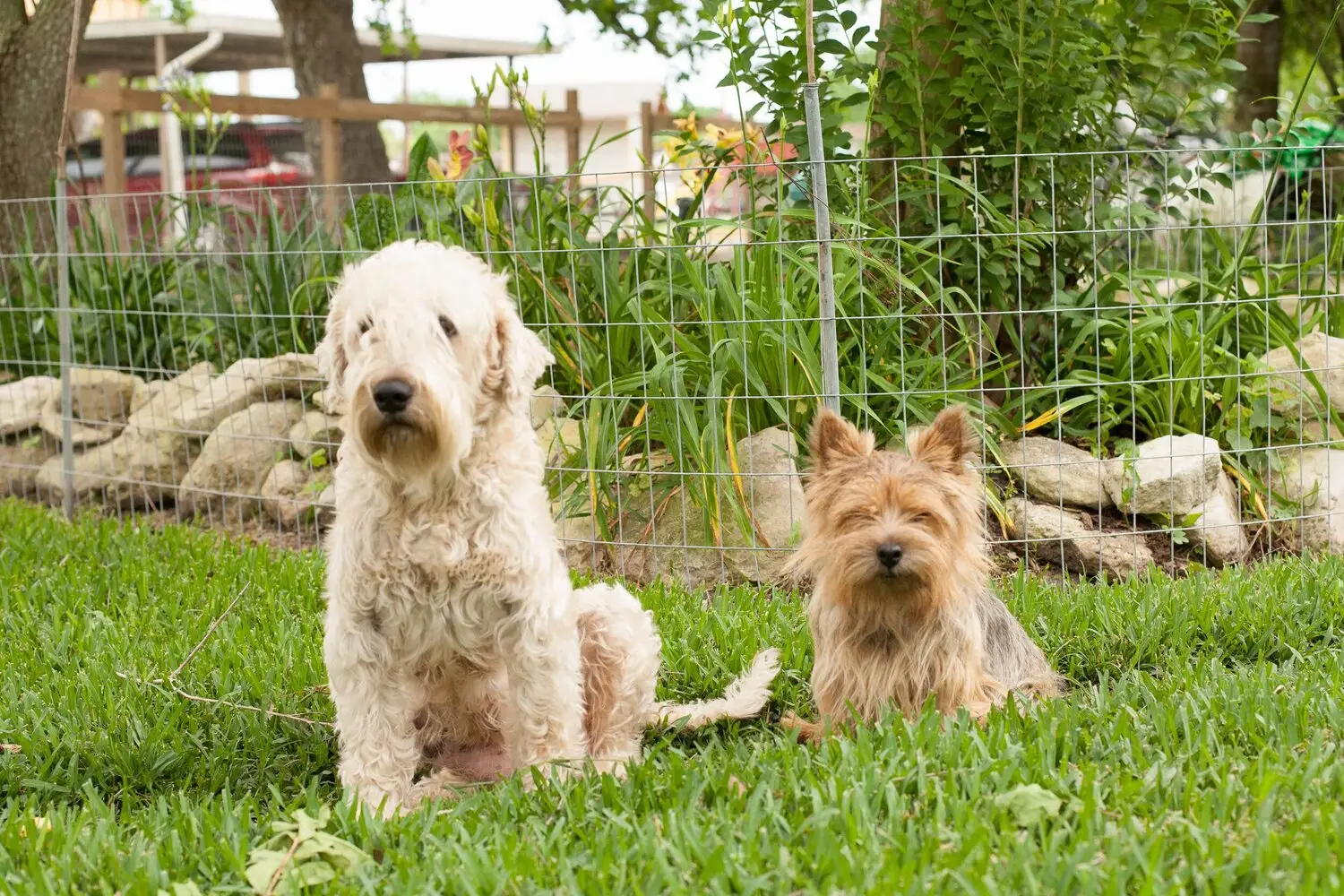 Grooming a Soft Coated Wheaten Terrier
