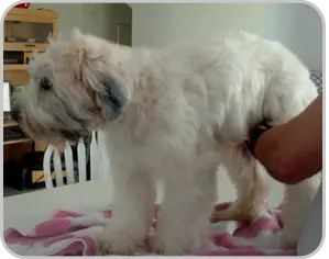 Grooming a Soft Coated Wheaten Terrier