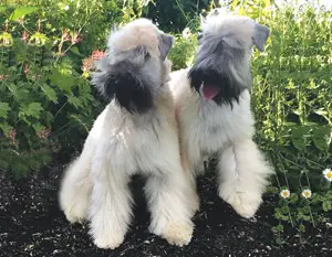 Grooming a Soft Coated Wheaten Terrier