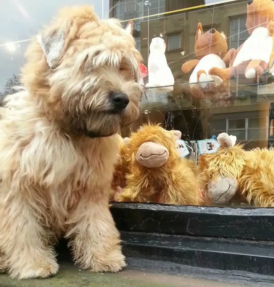Grooming a Soft Coated Wheaten Terrier