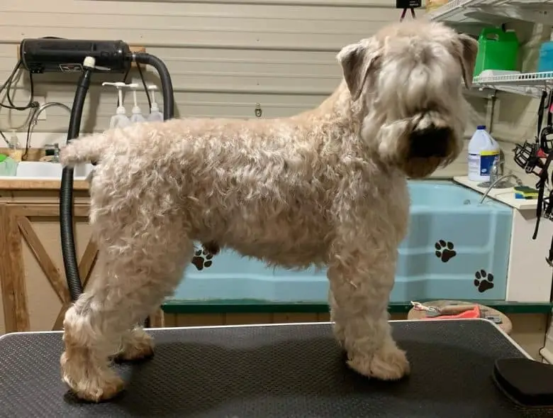 Grooming a Soft Coated Wheaten Terrier