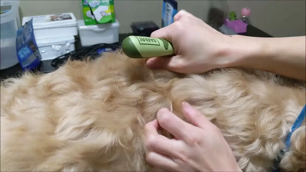 Grooming a Soft Coated Wheaten Terrier