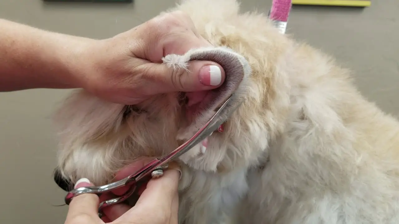 Grooming a Soft Coated Wheaten Terrier
