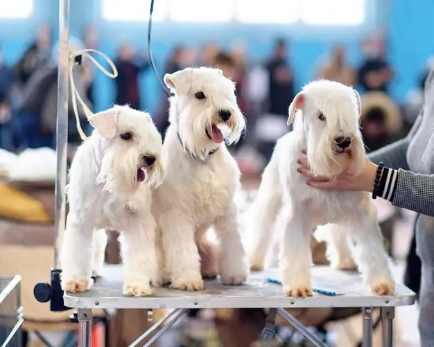 Grooming a Soft Coated Wheaten Terrier