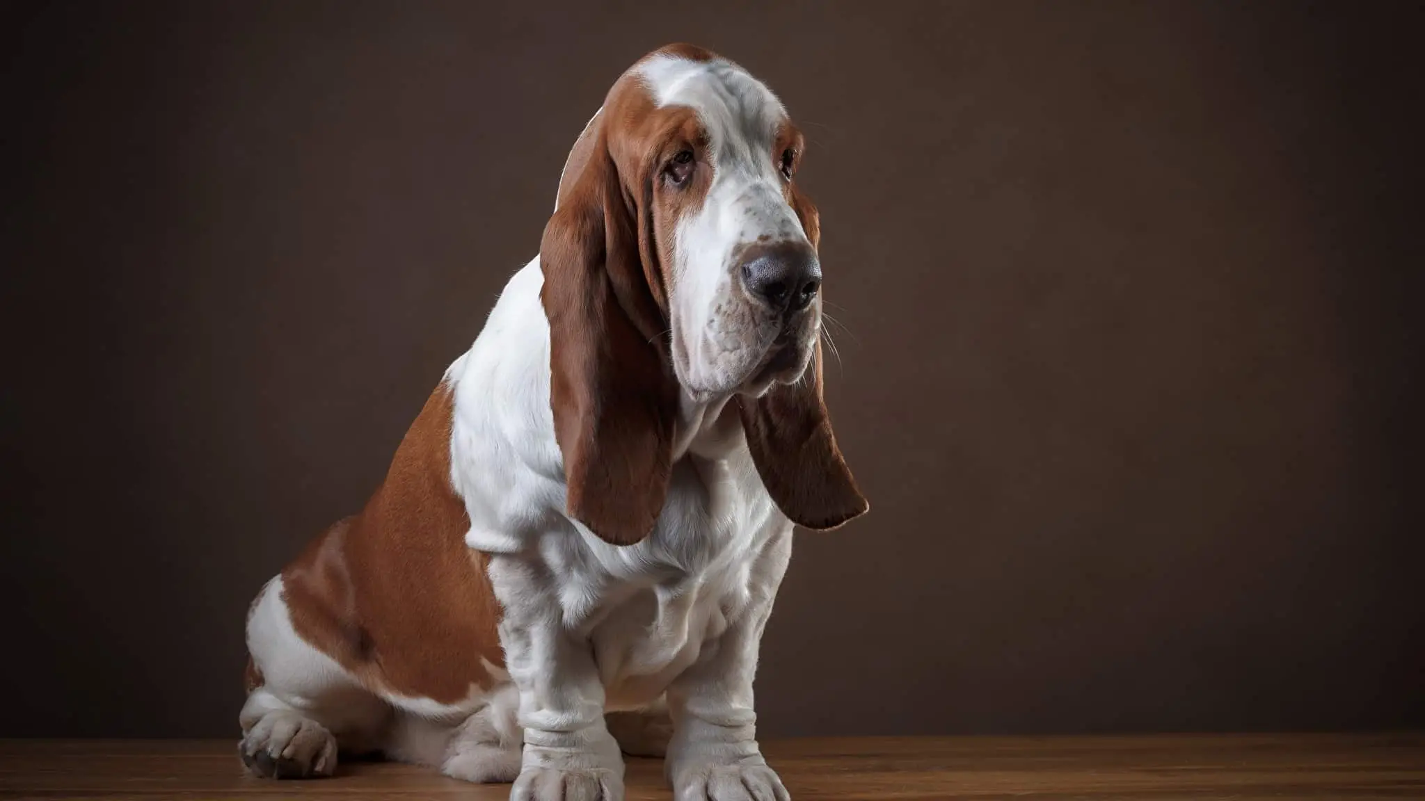 Black and White Hound Dog Breeds