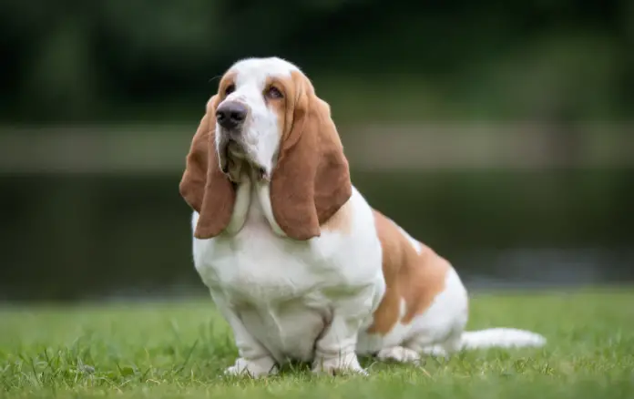 Black and White Hound Dog Breeds