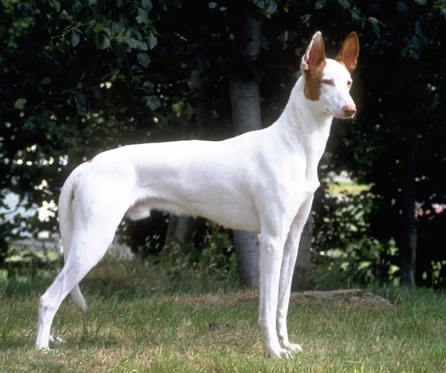 Black and White Hound Dog Breeds
