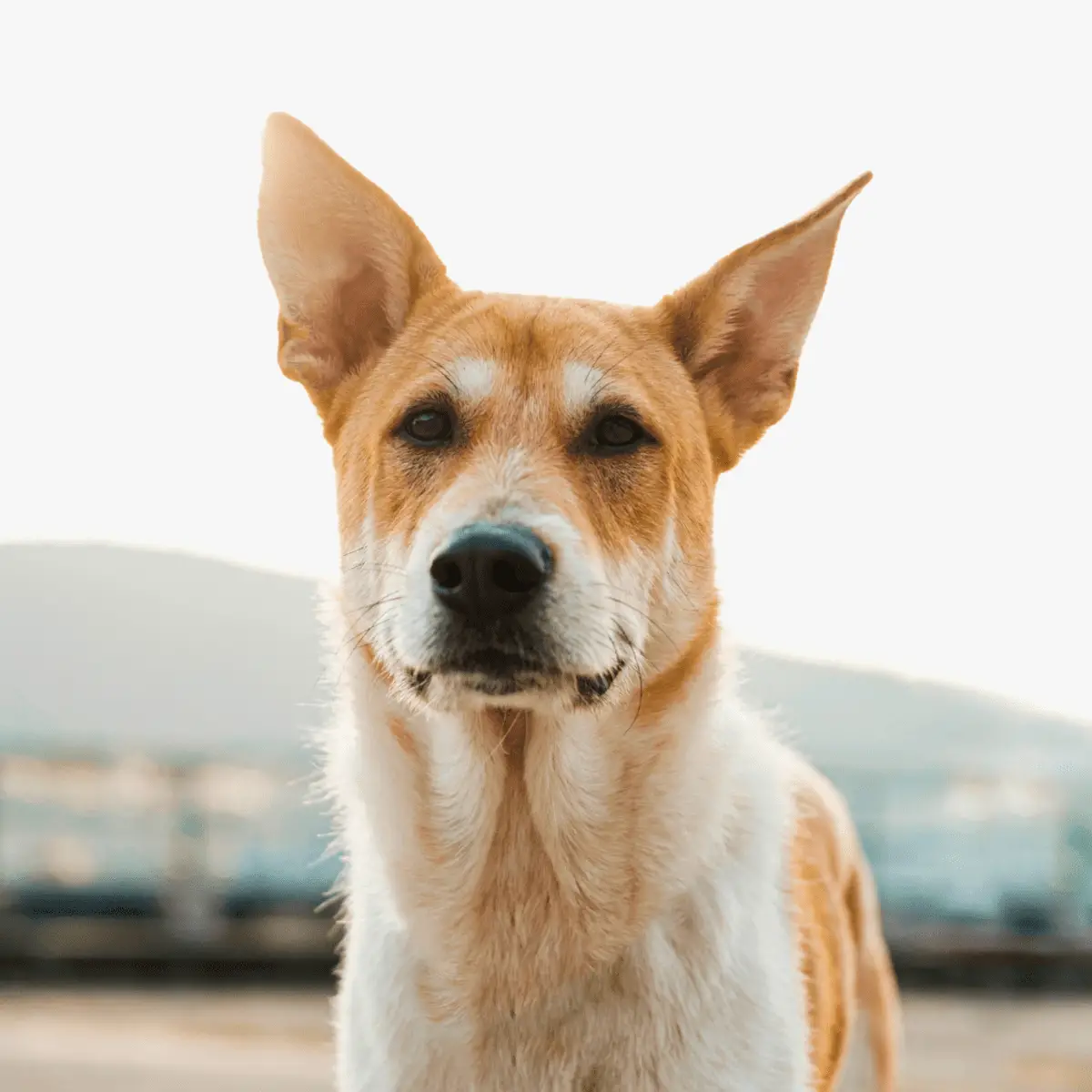 Black and White Hound Dog Breeds