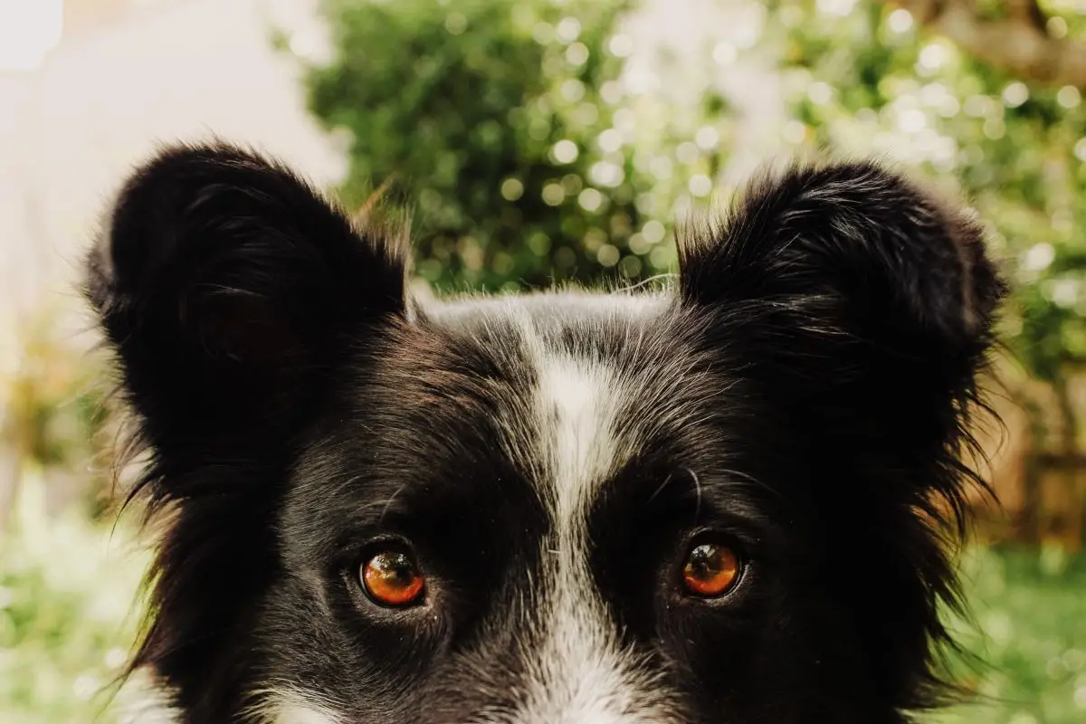 Black and White Hound Dog Breeds