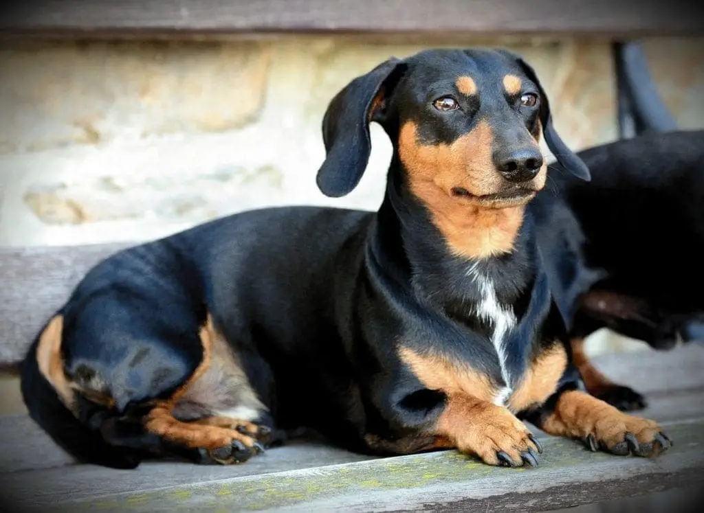 Black and White Hound Dog Breeds