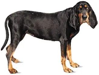 Black and White Hound Dog Breeds
