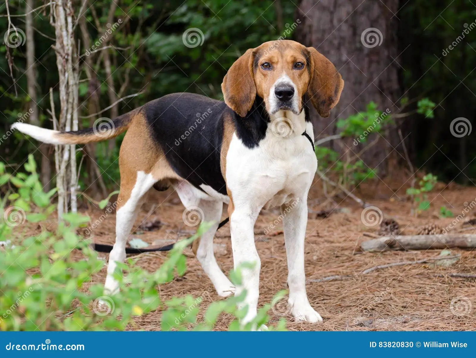 Treeing Walker Coonhound Puppies for Adoption