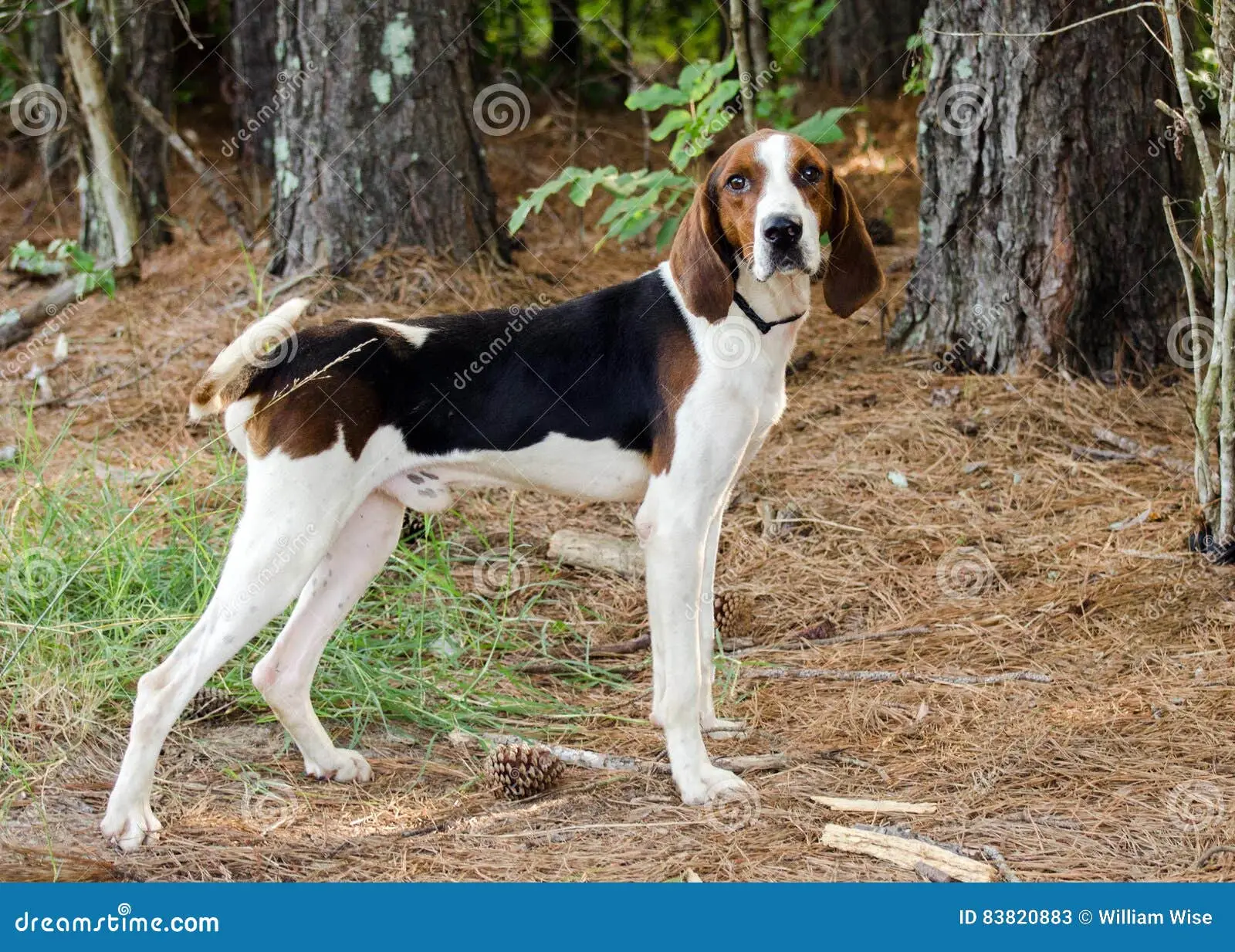 Treeing Walker Coonhound Puppies for Adoption