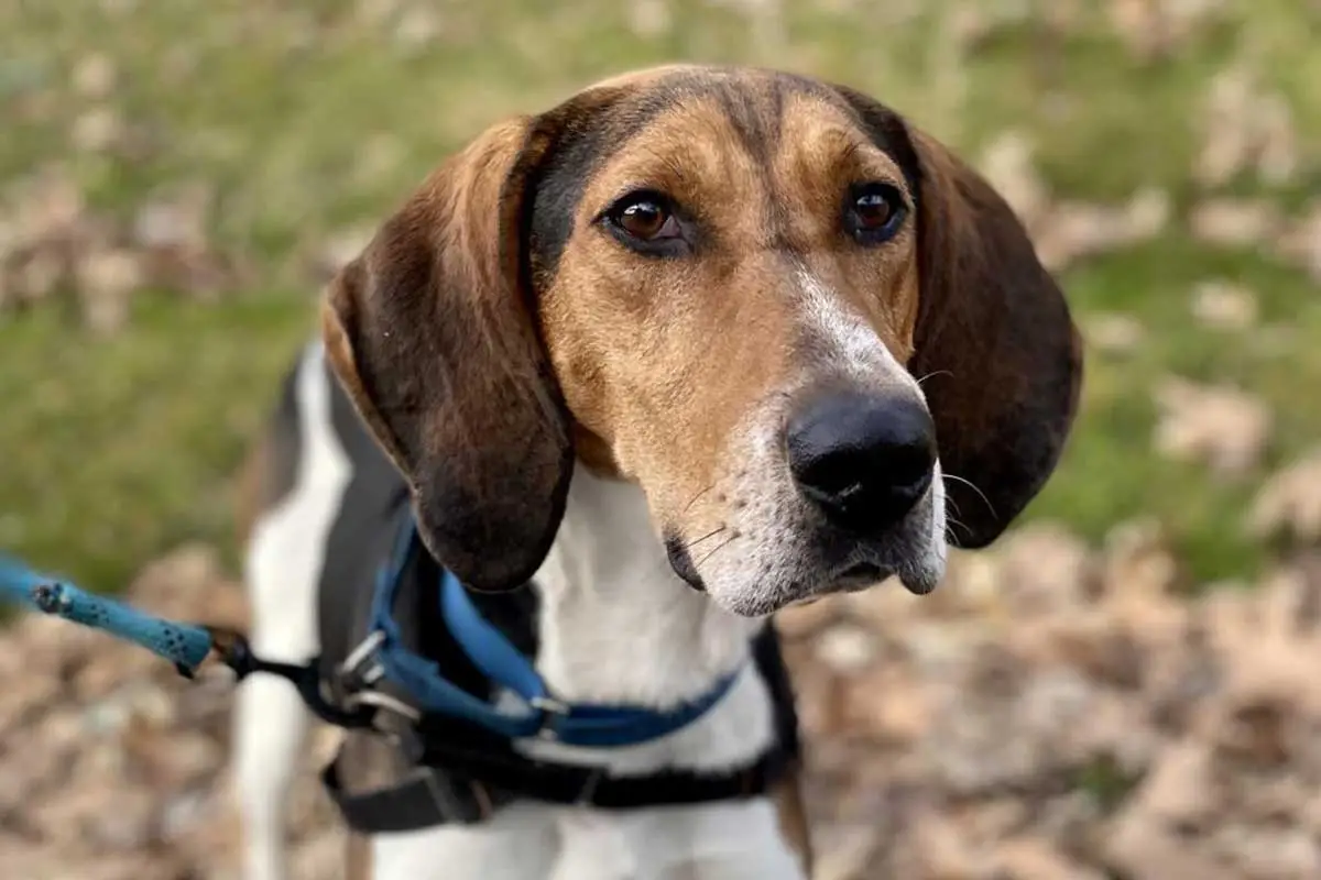 Treeing Walker Coonhound Puppies for Adoption