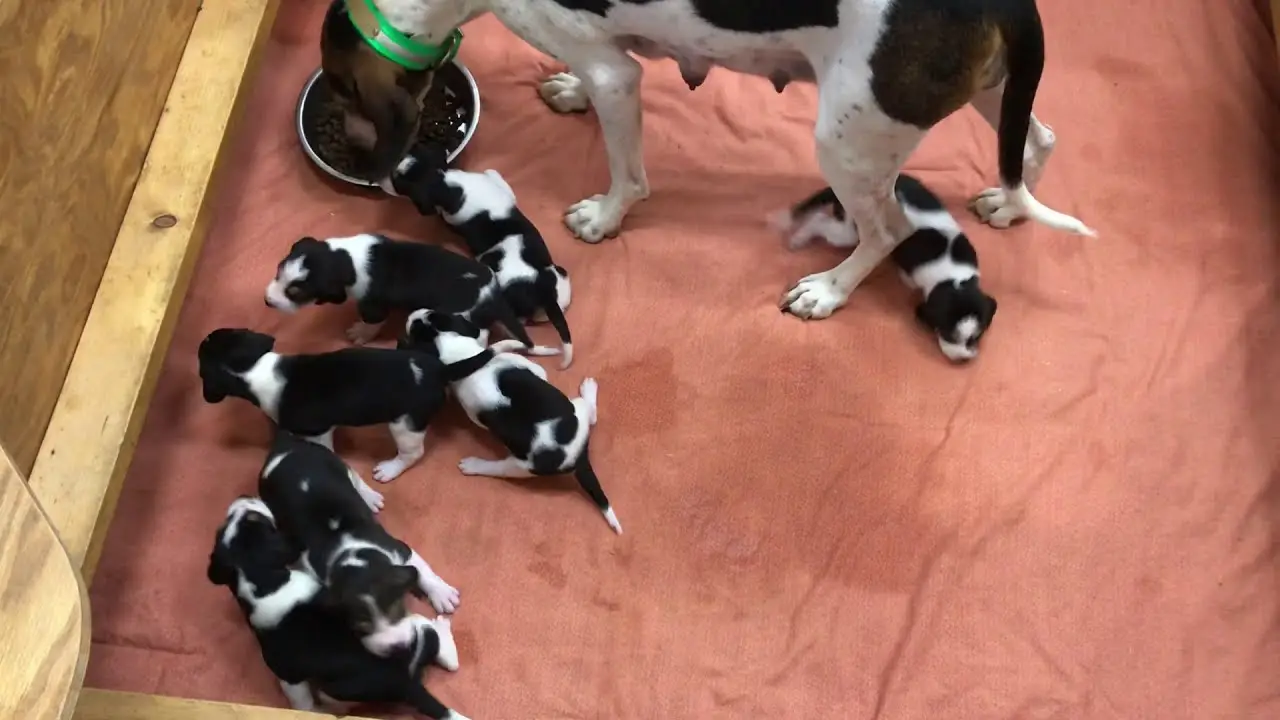 Treeing Walker Coonhound Puppies for Adoption