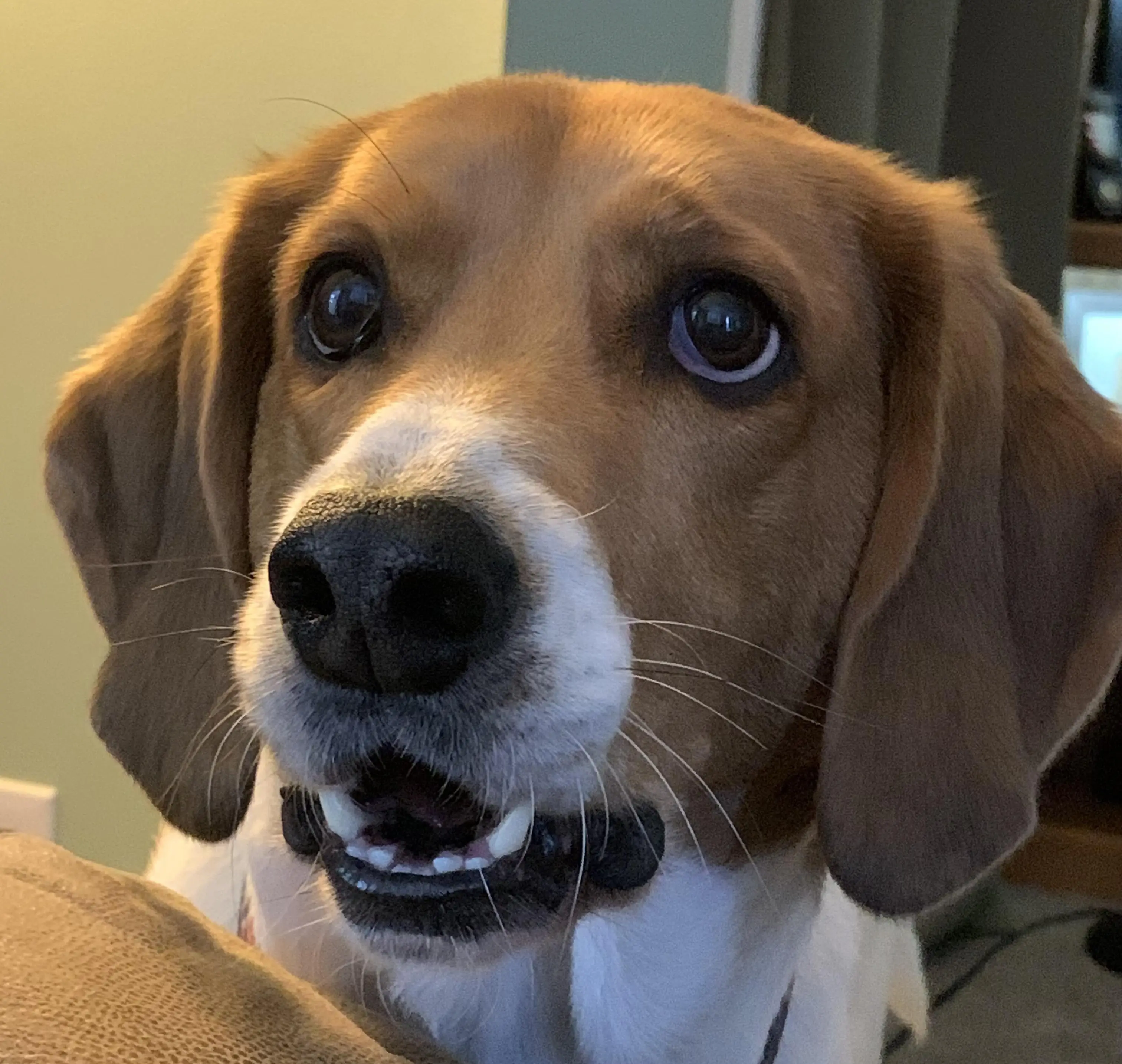 Treeing Walker Coonhound Puppies for Adoption