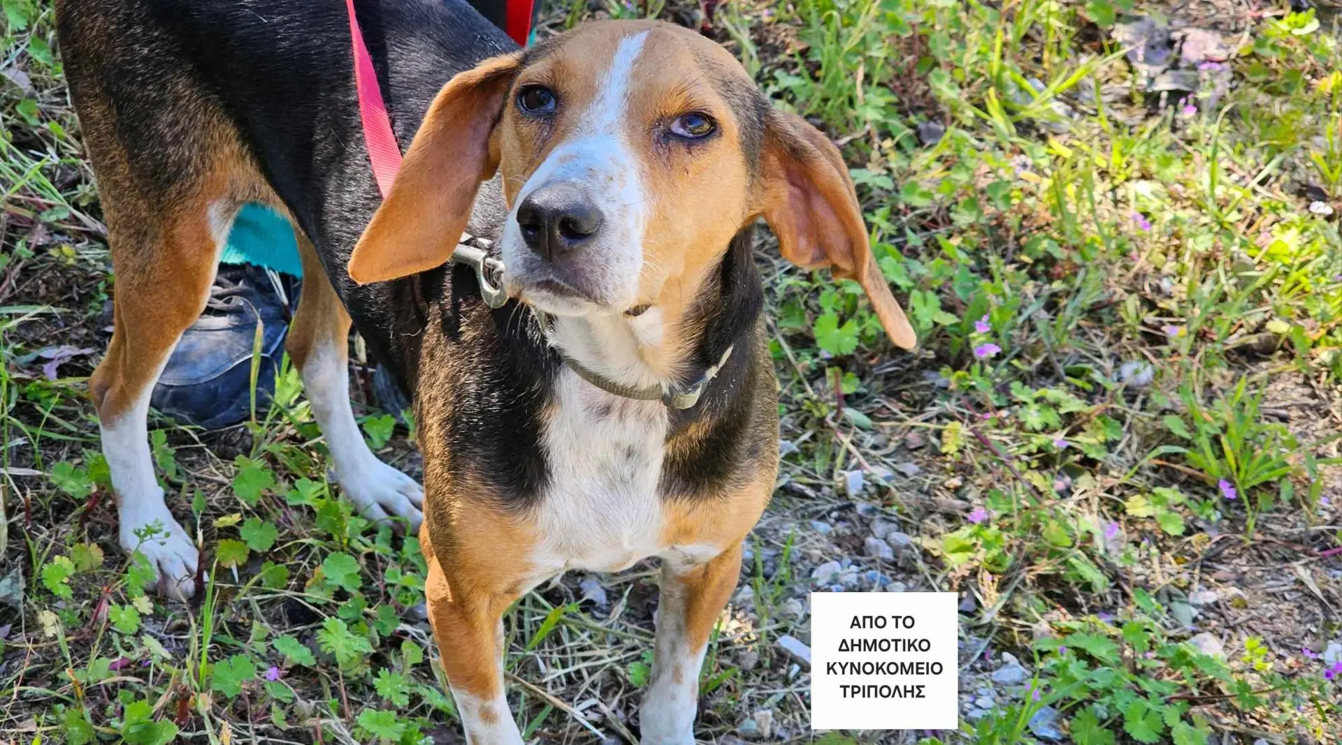 Treeing Walker Coonhound Puppies for Adoption