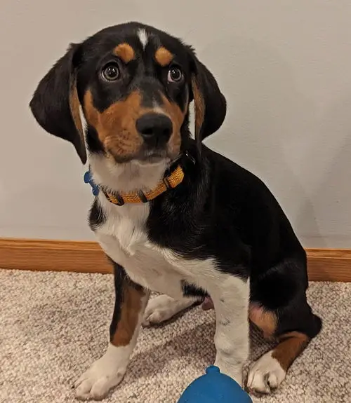 Treeing Walker Coonhound Puppies for Adoption