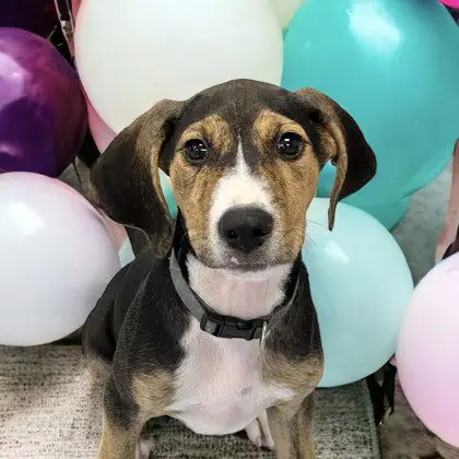 Treeing Walker Coonhound Puppies for Adoption