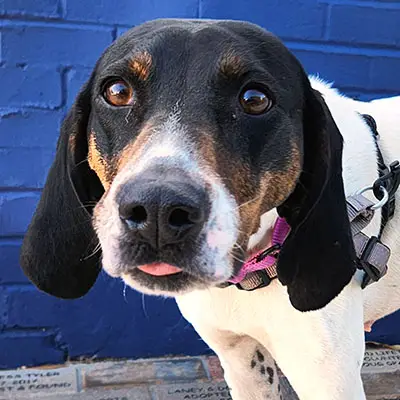 Treeing Walker Coonhound Puppies for Adoption