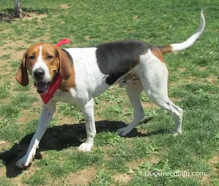 Treeing Walker Coonhound Puppies for Adoption