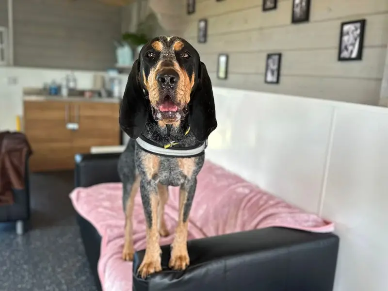 Treeing Walker Coonhound Puppies for Adoption