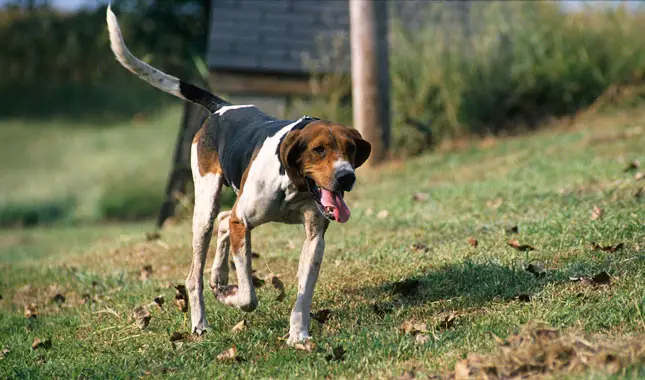 Treeing Walker Coonhound Puppies for Adoption