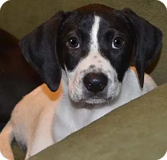 Treeing Walker Coonhound Puppies for Adoption